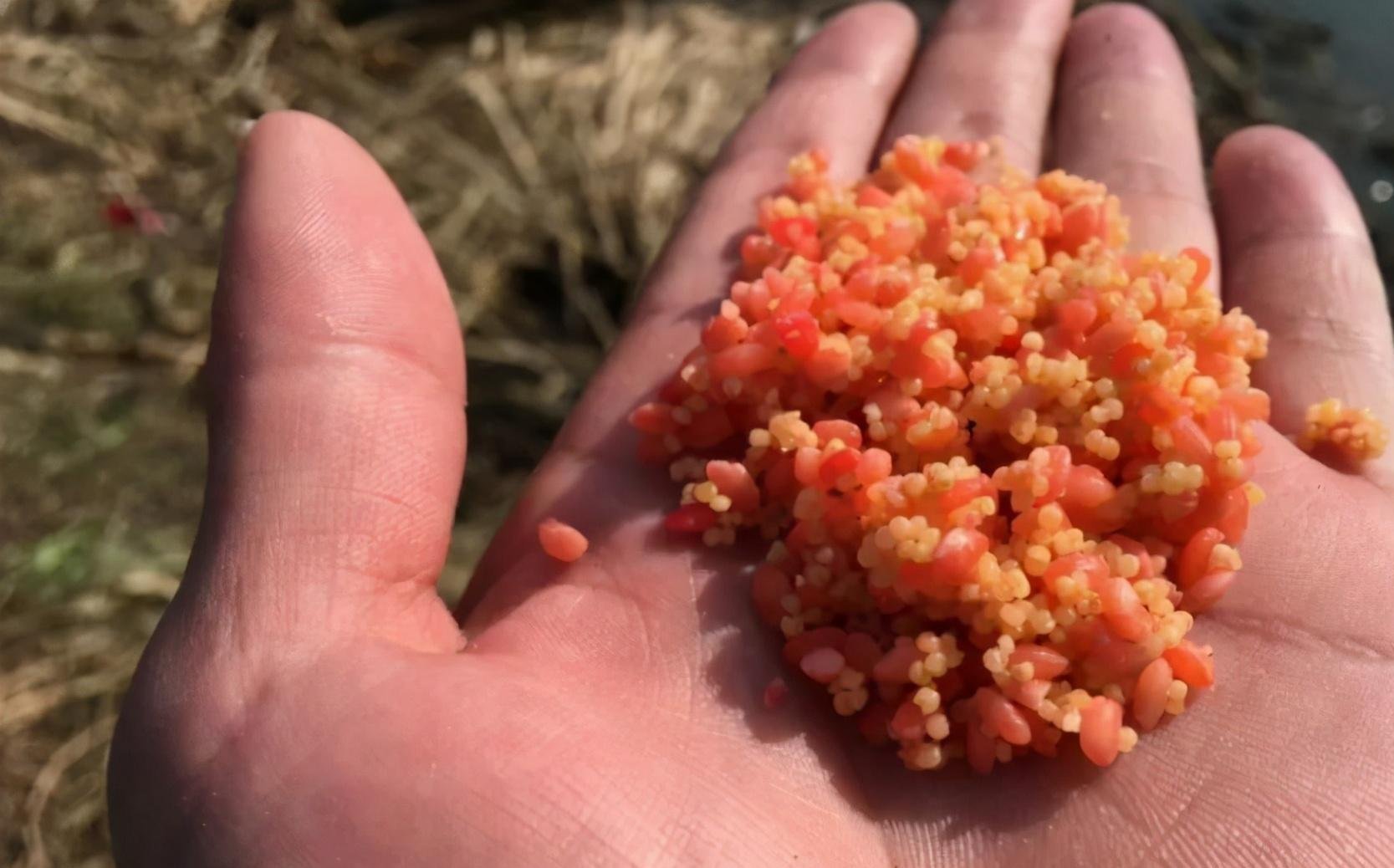 氨基酸|你不知道的用酒米打窝诱鱼技巧!小鱼不闹窝,大鱼全上钩