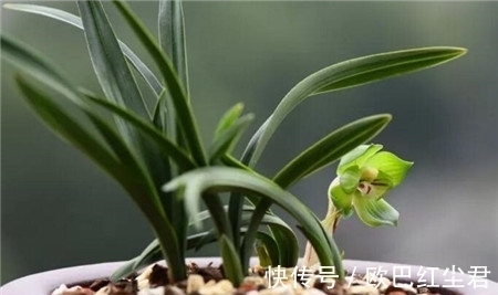 浇水|这款兰花有着“春兰皇后”之美誉,花型新奇,花苞浓香,易养活