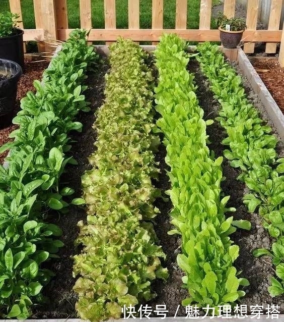 菜园|在家打造小菜园,妈妈们不用买菜啦