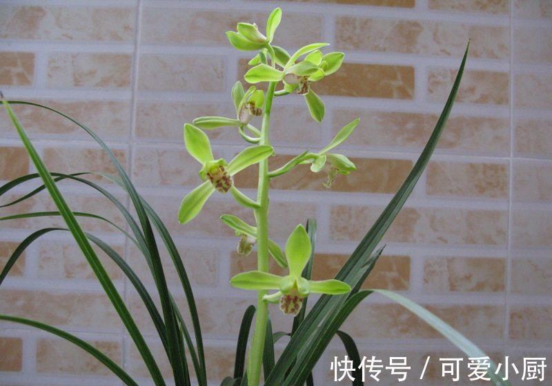 这花漂亮又好养，花朵素雅清香，花开30朵，芳香满屋