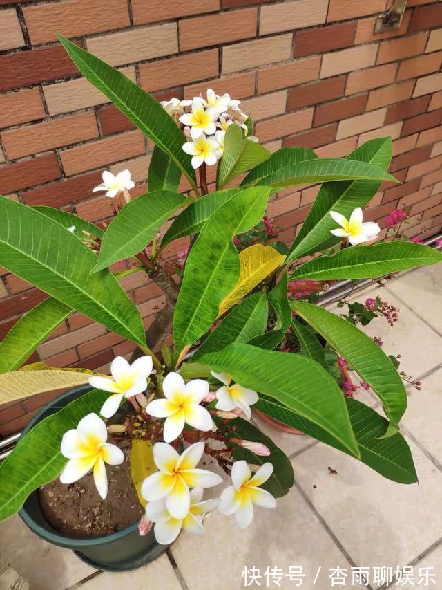 6种佛教圣花,个个都是吉祥花,家里养一盆,养心又养身