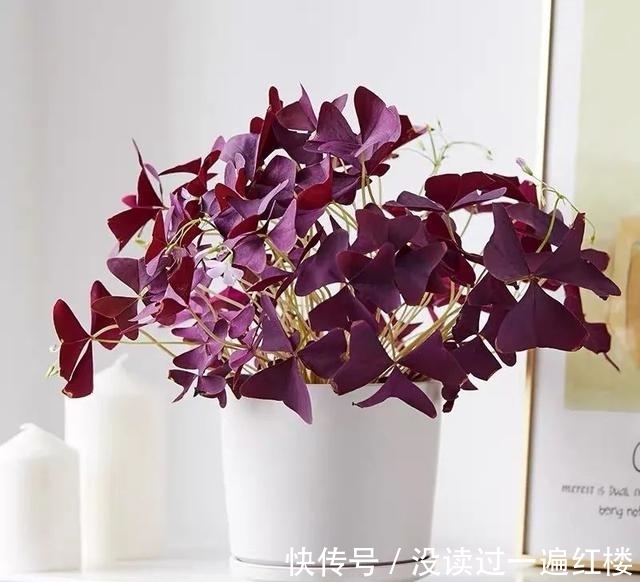 冬天|冬天养紫叶酢浆草,做好这5点,花繁叶茂长势旺、盆盆都能美爆盆