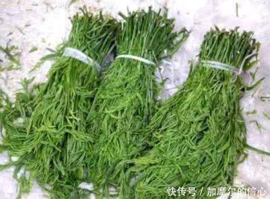 奇效|3种“相貌平平”的野菜，却对滋补身体、降三高有着奇效