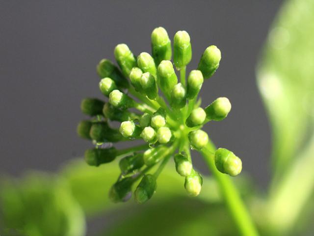 补肾|让人“猛如虎”的不是韭菜,多吃3种“稀罕物”,帮你壮如小蛮牛