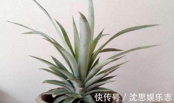 吃菠萝,叶子别扔,做个盆栽像“兰花”,开花就结大“菠萝”