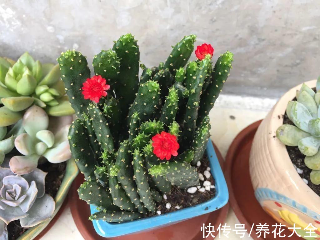 鹤望兰|腊月买花，8种花白送都别要，养不活，还惹一肚子气