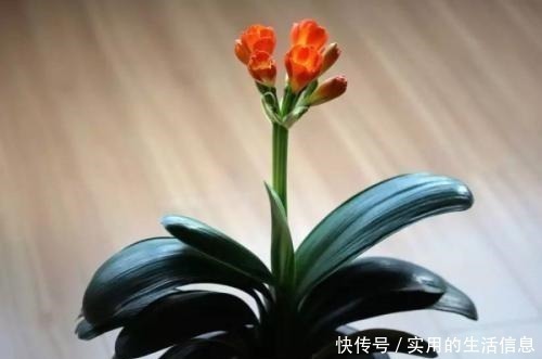 这2种“垃圾”别扔了,用它们来浇花,盆栽都快长疯了!