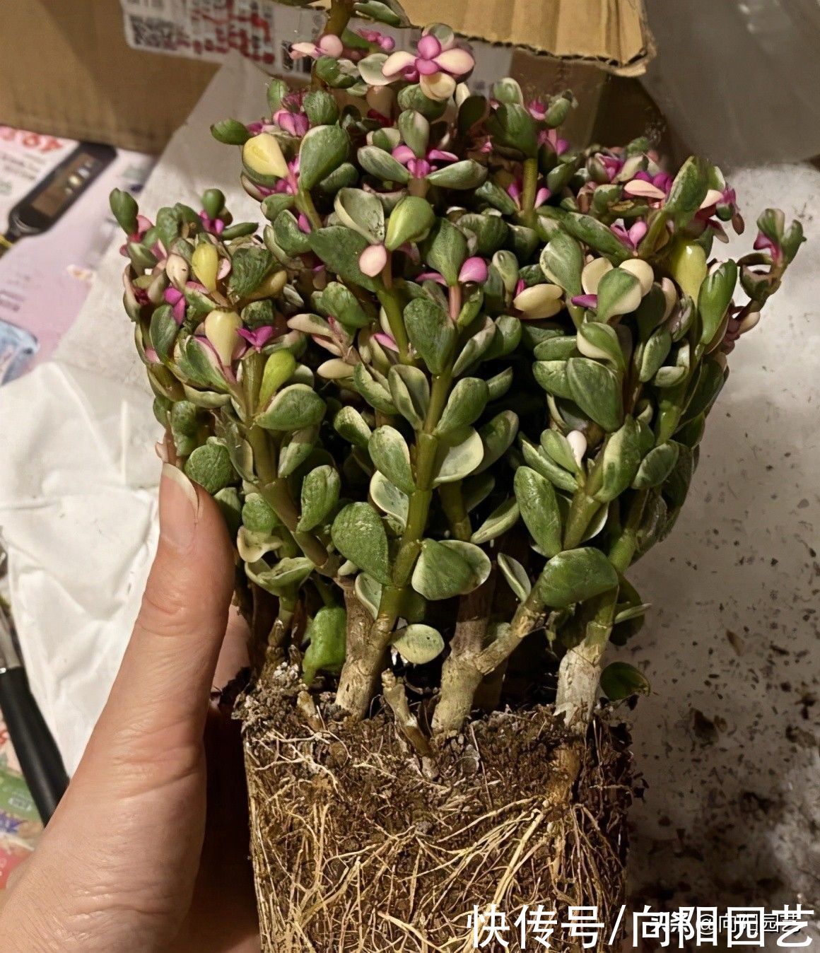 高价买的金枝玉叶，每天都在掉叶子，打眼一看是药锦，赔大了