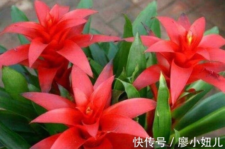 此款花草适合新手养殖,不仅长得漂亮,名字也好听,赏心悦目