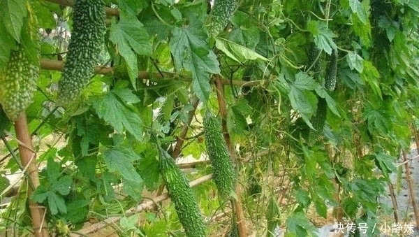  这菜原产印度，当地没人吃，如今在中国广泛种植，一到夏天就热卖