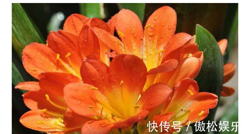 君子兰花谢后一定要按以下方法操作，不然再也不开花