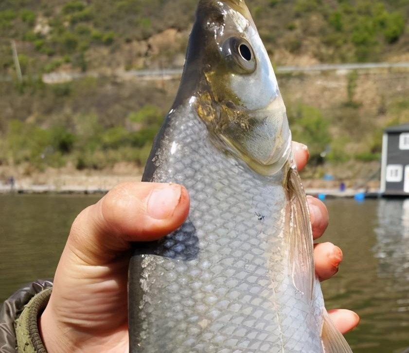 钓鱼时不能大声说话,声音会把鱼吓跑,鱼真能听到人说话吗?