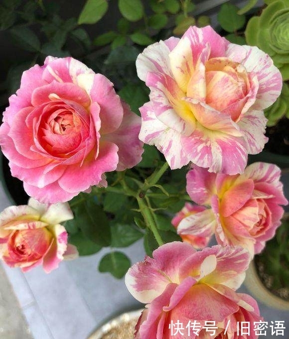 关键|被名字耽误的“香水花”,关键耐热无虫害,单朵能持续绽放小半季