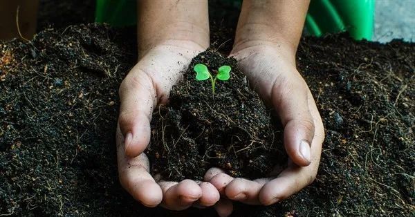 垃圾|碎草渣用来养花的三大好处,别把它当垃圾扔掉了