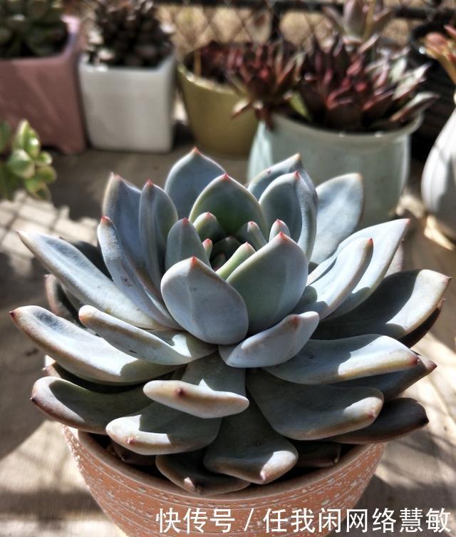 养了三年,多肉终于给点颜色瞧瞧了