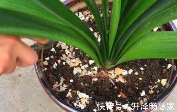 鸡蛋壳别扔了，拿来养花“作用大”，但要用对方法，好多人用错