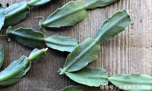 晾晒|家里养“3种花”,现在砍个头插盆里,一入秋就长不停!