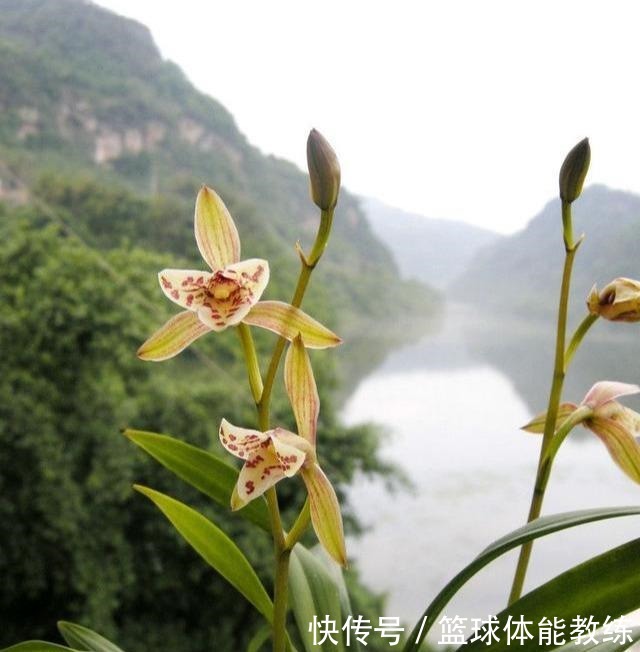 九月养兰,多做三个“小动作”,猛蹿新叶冒花苞,清香宜人小半年!