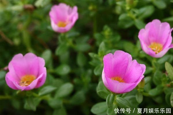 槐角|有痔疮很苦恼？常吃三物，做好三事，便秘痔疮悄悄溜走了