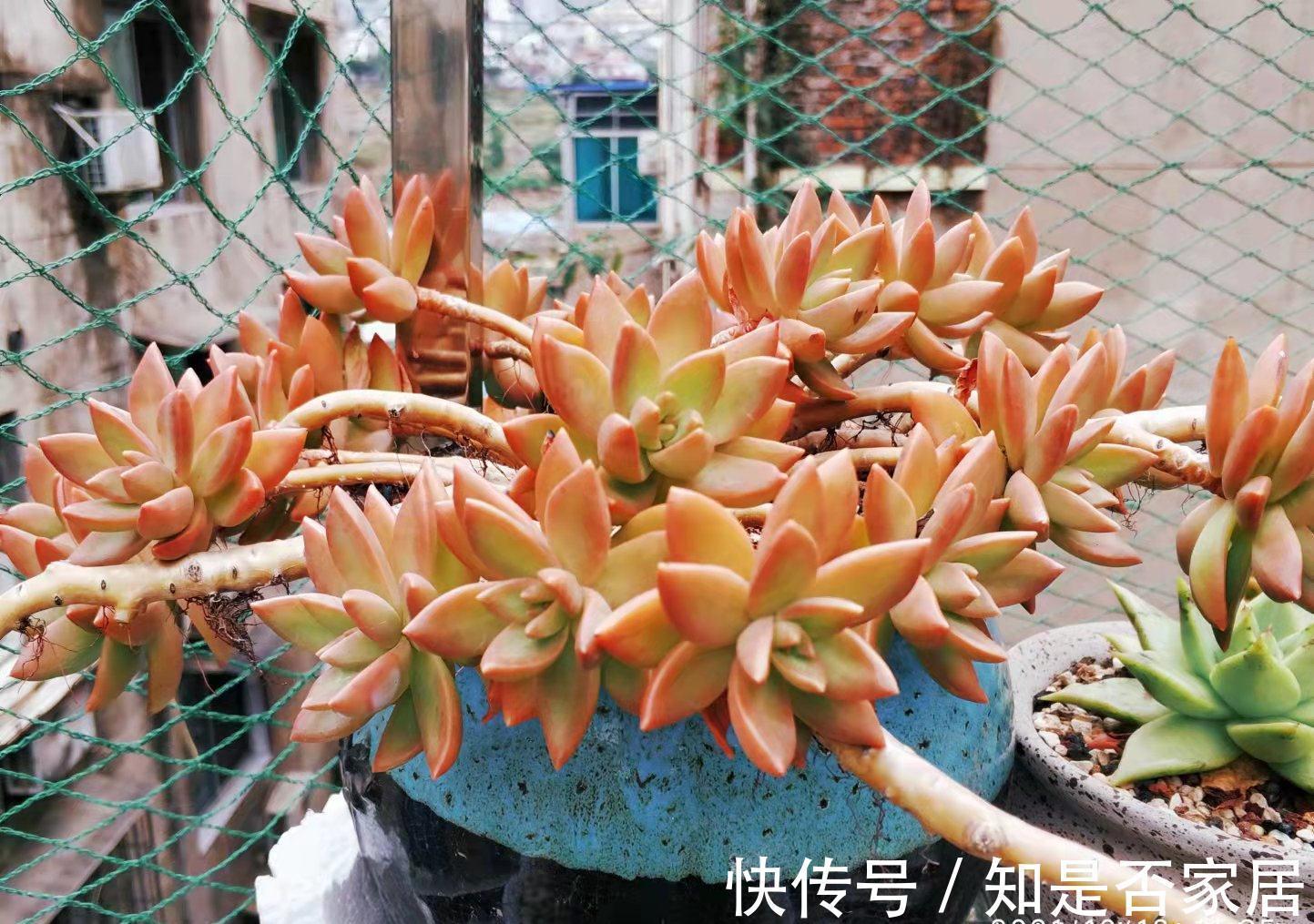 多肉铭月皮实又常见，但养好了同样好看，我就喜欢这种好养的多肉