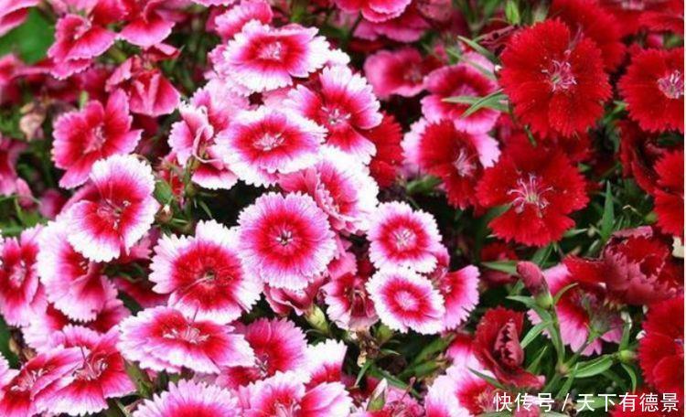 养花试试此几款,全年开花不停,名字超好听,花更漂亮