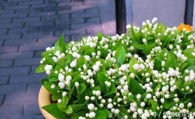 更香|只要掌握这3点,就能让你的盆栽茉莉多开花、花更香,以后不愁没花看