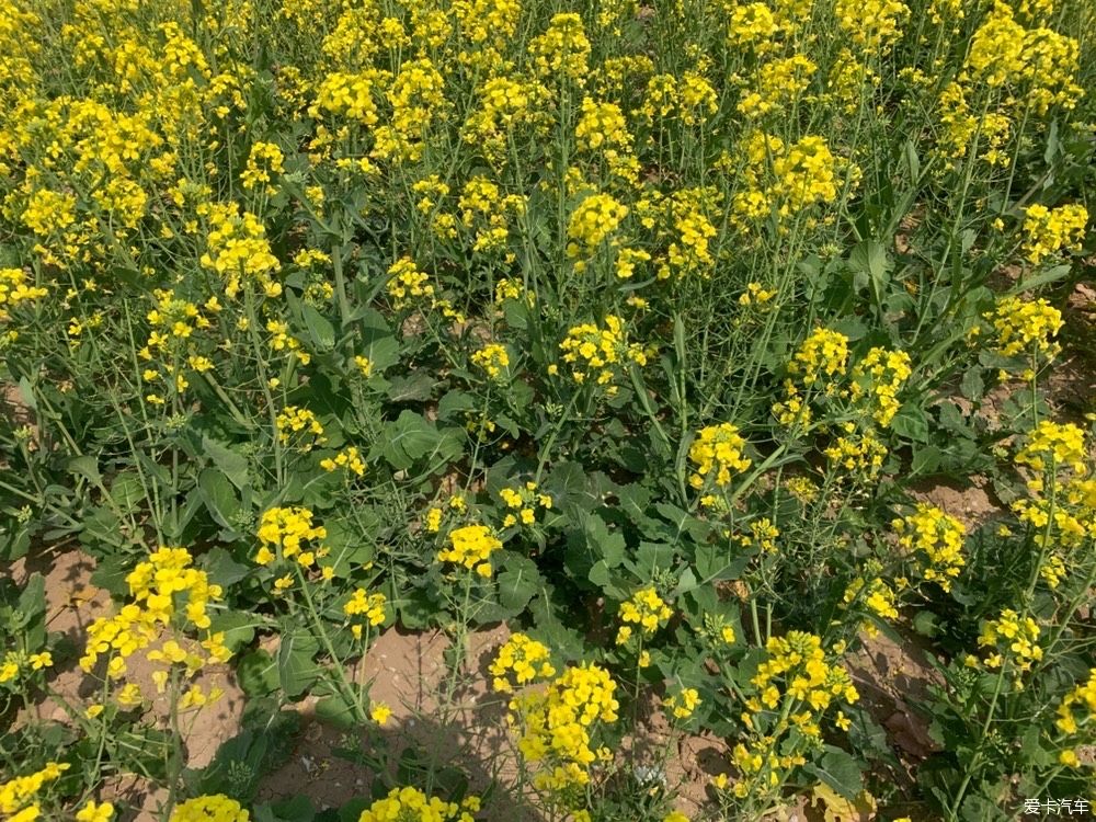 赏油菜花