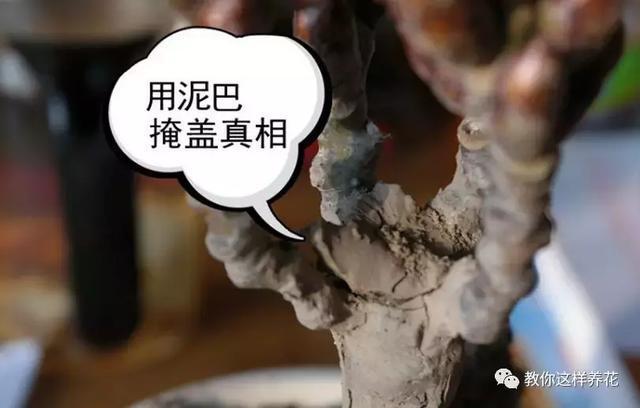 逛街碰到2种花,再喜欢也别买,买了就上当,根本活不了!