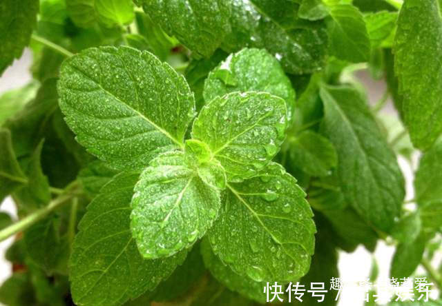 8种“喜水花”,不怕浇死了,越浇水长得越旺,手不勤养不活