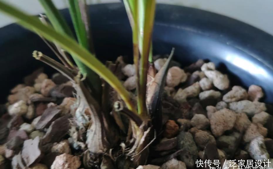 叶基|兰花度夏,“两腐”是大难题,6招预防3招治疗,小心谨慎过夏天