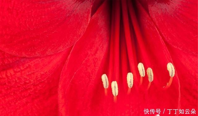 改刀切成|包菜白玉菇这做法太解馋,1周吃6次也不腻,不炒不炖,上桌就吃光