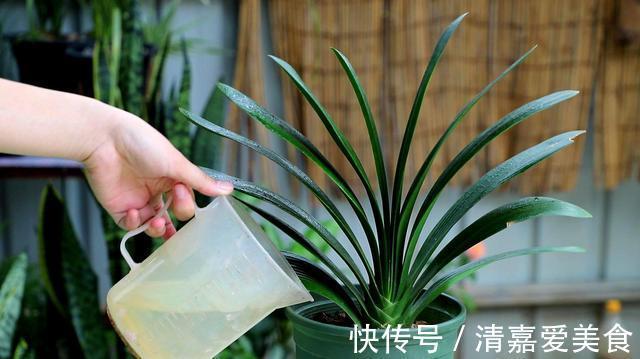 土壤|养君子兰,死记硬背5个要点,啥问题也没有,叶子油绿过年满花箭