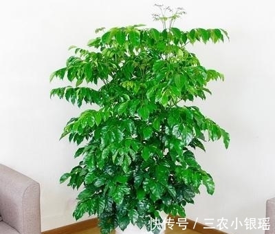 镇宅|家里养花“讲究大”,2种花“镇宅”, 2种花旺家,要养起来