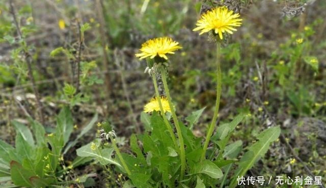 软枣子|若在山上遇到这两个“东西”,请带上锄头再去找找,价值很高!