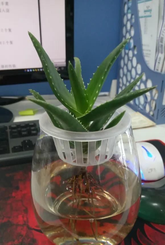 芦荟|这3种花养不好，赶紧扔水里，越长越来劲