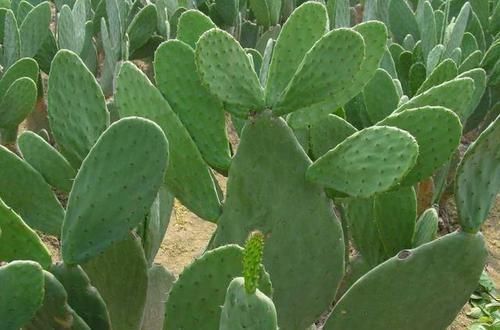 常春藤|卫生间放一盆这个花,再也没有异味了,蚊虫也不见了