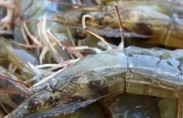 买虾时,不管价格高低,看到这4种都不能要,健康第一,别买错