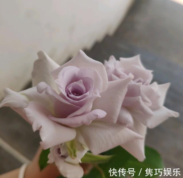 很冷门，但很好看的10款月季，与众不同最配你