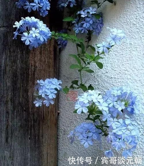 7个绝美花园,个个美炸了天,等有钱了我也要建一个