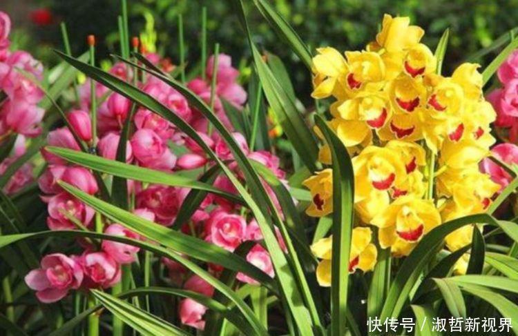 家里要养4种花,开花吉祥又喜庆,比牡丹还美,年年开花美翻