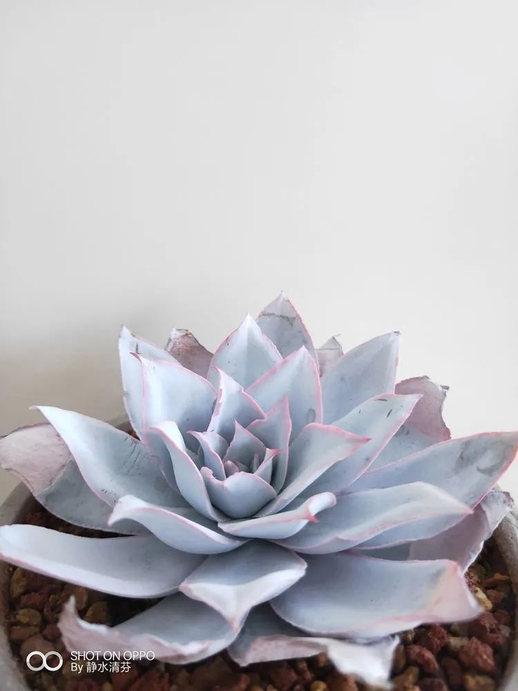 状态一般的多肉们，在我这儿已经是最美的存在了！