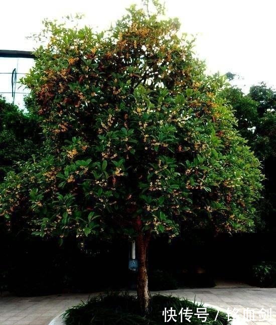 如果我家有院子,我就养树,花和菜都靠边,什么都不如种树好!