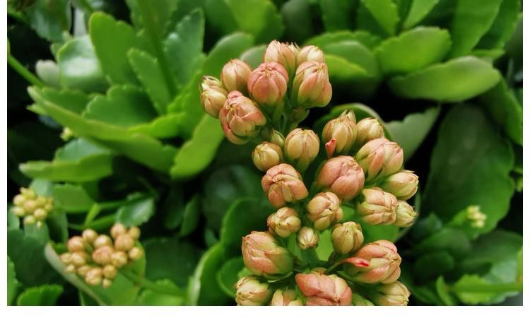 阳台上|冬季养长寿花,记住2点,叶肥厚油绿、花苞多花色美、灿烂盛开