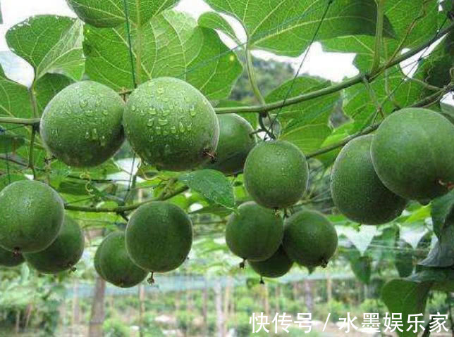 罗汉果|天然的“止咳王”找到了，常用此果煮水喝，止咳祛痰，胜过止咳药