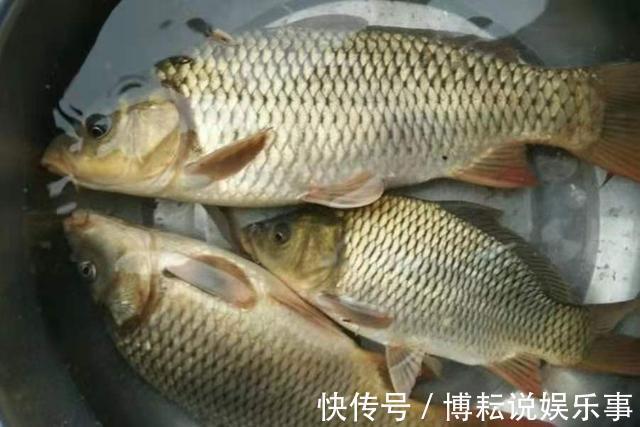 钓饵|钓技不高别总嫌鲤鱼太“滑头”,按我说的做,竿子立马大弯弓