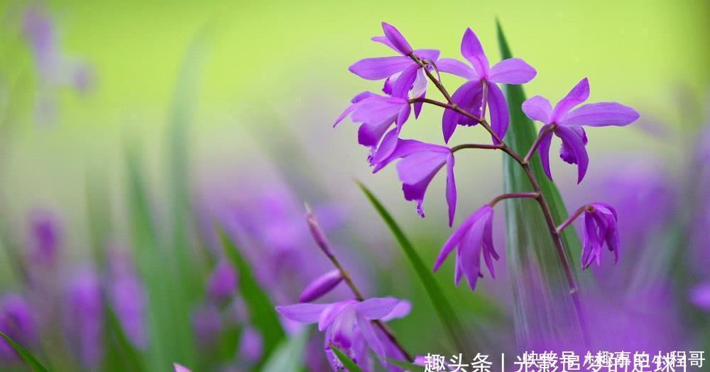 11月开始,缘分与桃花降临昭告天下,迎来爱情的四大生肖!