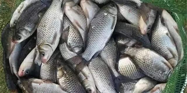 这么冷的天,鲫鱼爆连了,冬季鲫鱼最佳钓法