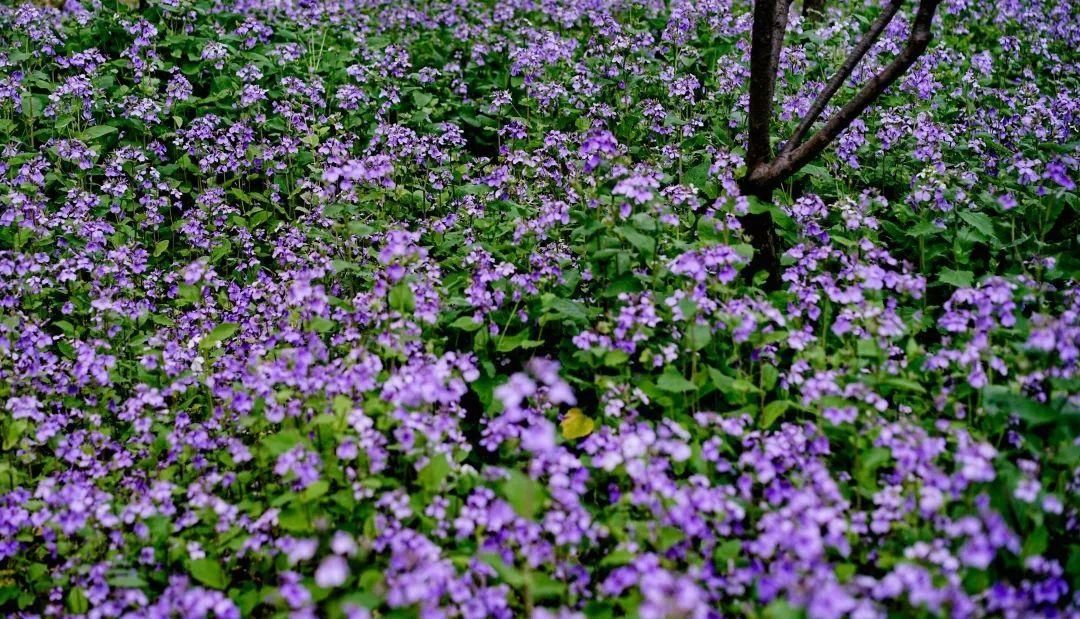 国学大师季羡林写过的花，正盛开在黄鹤楼公园