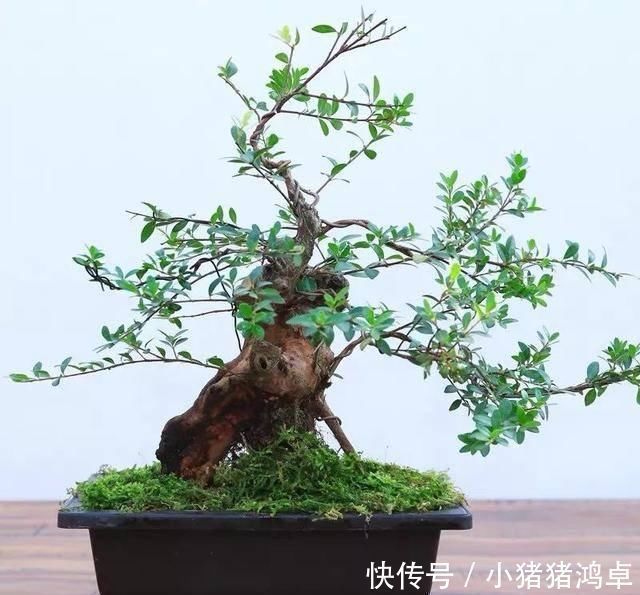 银杏树|聪明人爱养这八种“守家树”,护宅吉祥保平安,养好了都是传家宝