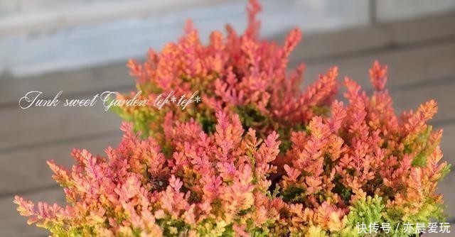  叶子|这花被称为“北海道彩虹草”，-30℃环境也能活，叶子还能变颜色